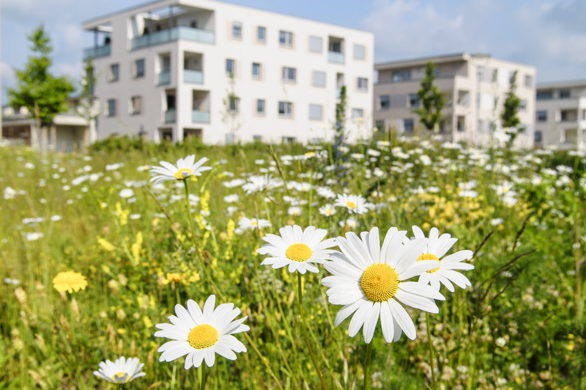 Blumen vor einem Wohngebäude, 2018 Blumen vor einem Wohngebäude